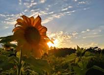 Sunflower Festival@ HarvestMoon