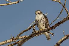 Beginning Bird Walk at Lee Metcalf NWR