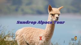 Sundrop Alpaca Tour