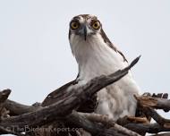 Birding Basics at Turtle Bay Bird Sanctuary