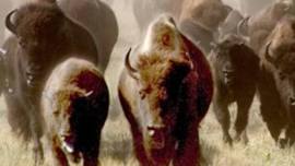 Custer State Park Buffalo Roundup & Arts Festival