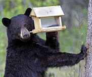 Black Bear Happenings In New Hampshire