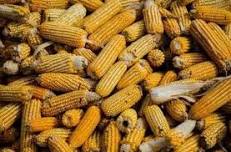 A Brief History of Corn