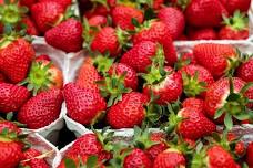 42nd Annual Lemont Strawberry Festival