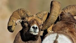 40th Convention: Wyoming Wild Sheep Foundation