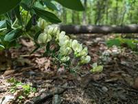 Wildflower Walk