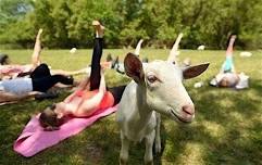 Baby Goat Yoga