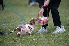 Doggy Egg Hunt