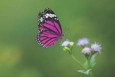 Remembrance Ceremony & Butterfly Release