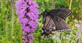 Long-term Butterfly Monitoring