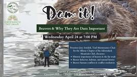 Dam it! Beavers and Why They Are Dam Important