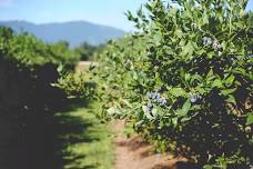 Pacific Northwest Organic Center Field Day