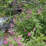 Elk Rock Island ivy pull + bioblitz