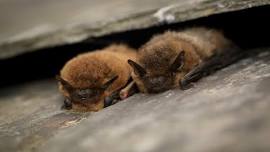 Children's Wildlife Watch - bats