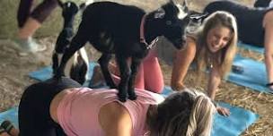 Goat Yoga at Lucky Dog Farm - Wentzville, MO