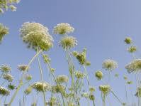 Summer Wildflowers At Reinstein Woods