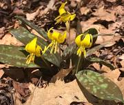 Wildflower Walk