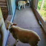 Family Farm Chores at Powisset Farm