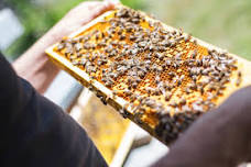 Introduction to Beekeeping - Session Group 1