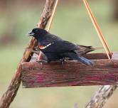 1st Saturday Bird Walk