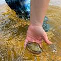 Freshwater Mussels 101