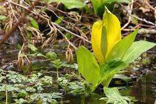 Wetlands of Tradition Plateau — Issaquah Alps Trails Club