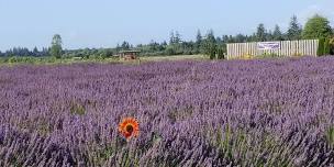 Healing Hearts Lavender Festival 2024 10:00AM to 5:00PM