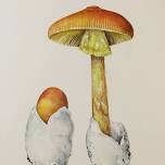 Mushroom Illustrations