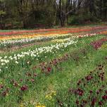 Pick Your Own (PYO) Tulips