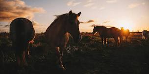 Peat, past and present at Buttle Marsh – guided walk