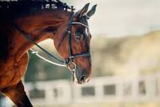 Dressage Clinic -- Quirindi Dressage Club