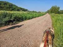 Free group walk, on lead, Lydford