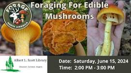 Foraging For Edible Mushrooms