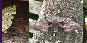 Marvellous Moths at Night