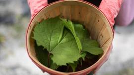 Foraging Harvest Helpers: Grape Leaf Harvest