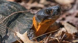 Wildlife Look-and-Learn: Turtle Tuesday — Blue Ridge Wildlife Center