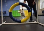 Intro to Agility (6 Months + up)