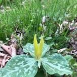 Spring Ephemeral Ecotour at Nodding Trillium Garden with Dr. Katherine Mathews and Dr. Dan Pittillo