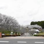 Shizumine Furusato Park Sakura Festival