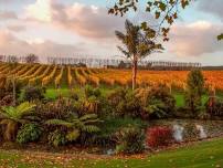 Last Of The Summer Vines - Westbrook Vineyard & Winery