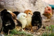 Keeping Chickens for Beginners