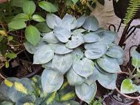 Hosta Sale with the Genesee Valley Hosta Society