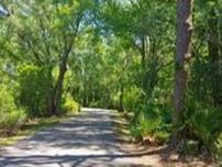 Hiking With or Without Your Dog at New Tampa Nature Park