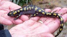 Salamander Meander