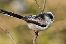 Eynsham - Bird ID Walk: The changing seasons