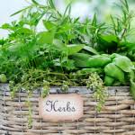 Cooking With Fresh Herbs