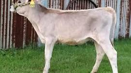 2024 Sooner State Dairy Show at the Payne County Expo Center