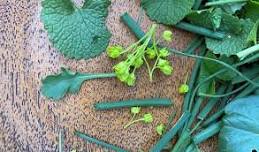 Wild, Edible Plants