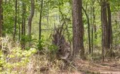 Exploring Climate Change Impacts at Ken Reid Conservation Area