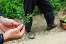 Forage and Cook - Lake District